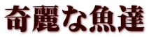 奇麗な魚達